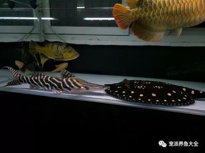 魟魚可以和龍魚一起養(yǎng)嗎圖片：魟魚可以和龍魚一起養(yǎng)嗎 魟魚百科 第3張