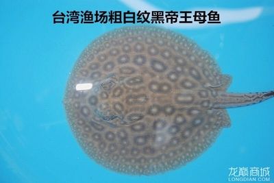 臺系皇冠黑白魟魚：臺系皇冠黑白魟魚是一種在臺灣養(yǎng)殖和培育和培育的品種