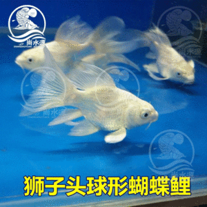 魟魚多久長大成型一次啊視頻教學(xué)：關(guān)于魟魚的生長周期問題 魟魚百科 第2張