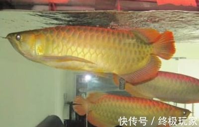 白色的金龍魚叫什么魚?。喊咨慕瘕堲~是什么品種