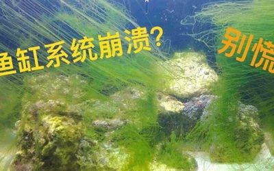 大型魚(yú)缸怎么換水視頻：大型魚(yú)缸換水的一些方法和注意事項(xiàng)