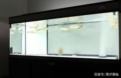 大型魚(yú)缸怎么換水視頻：大型魚(yú)缸換水的一些方法和注意事項(xiàng) 魚(yú)缸百科 第4張