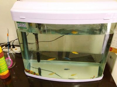 寶來魚缸怎么樣：寶來魚缸產品質量如何？ 魚缸百科 第3張