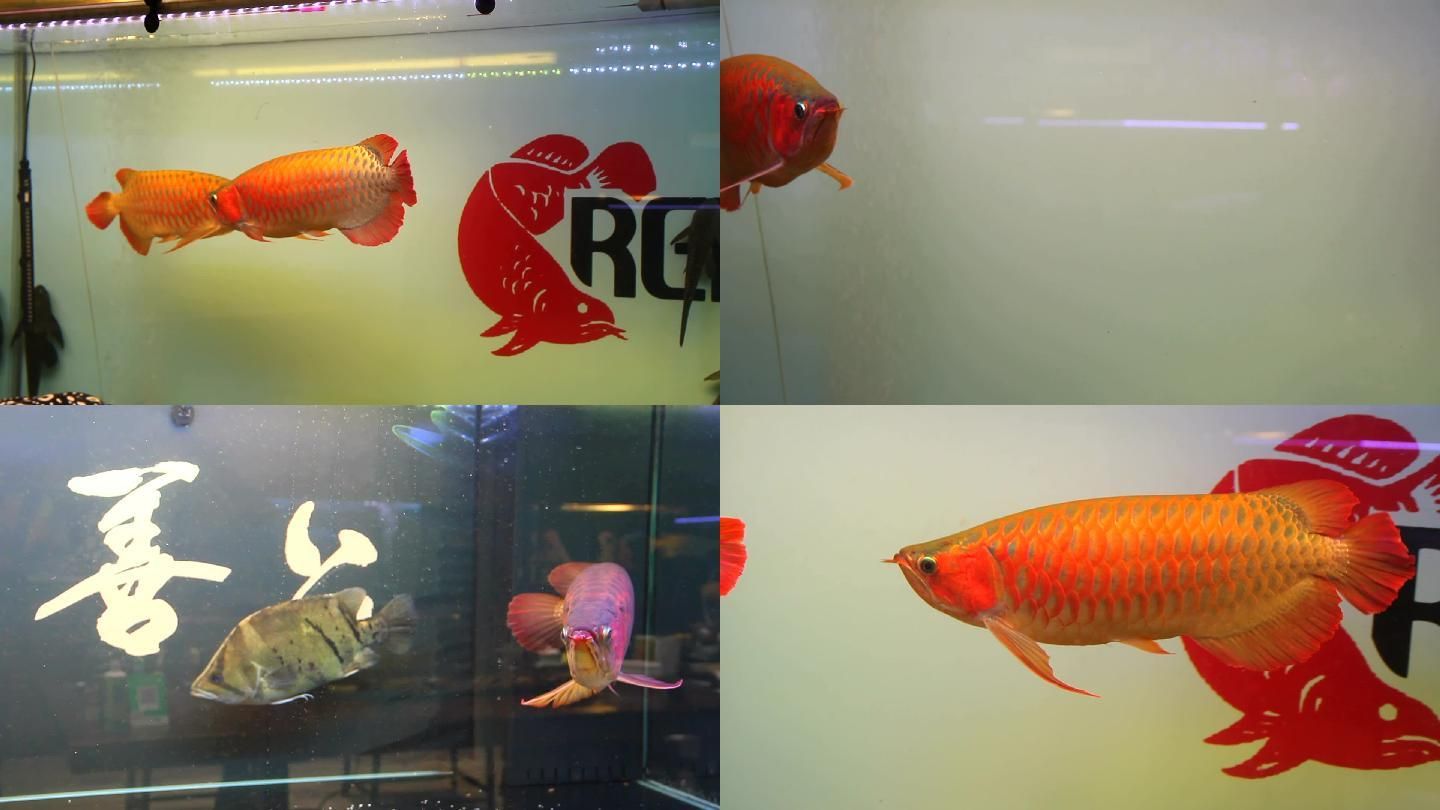 紅色金龍魚(yú)的寓意和象征是什么意思：紅色金龍魚(yú)在風(fēng)水文化和傳統(tǒng)觀念中有著深厚的寓意和象征意義