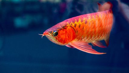 紅色金龍魚(yú)的寓意和象征是什么意思：紅色金龍魚(yú)在風(fēng)水文化和傳統(tǒng)觀念中有著深厚的寓意和象征意義