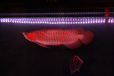 紅色金龍魚(yú)的寓意和象征是什么意思：紅色金龍魚(yú)在風(fēng)水文化和傳統(tǒng)觀念中有著深厚的寓意和象征意義