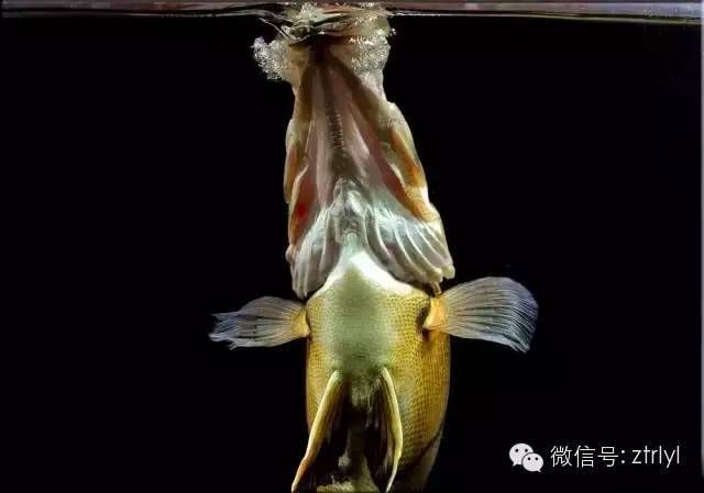 虎魚喂活食要注意什么：喂食虎魚活食時需要遵守這些注意事項，以確?；Ⅳ~的健康和安全 虎魚百科 第3張