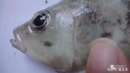 虎魚喂活食要注意什么：喂食虎魚活食時需要遵守這些注意事項，以確保虎魚的健康和安全 虎魚百科 第2張