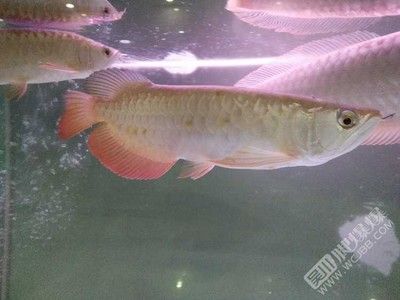 金龍魚可以買賣嗎：金龍魚可以買賣嗎投資者需要滿足一定的條件和關注市場動態(tài)