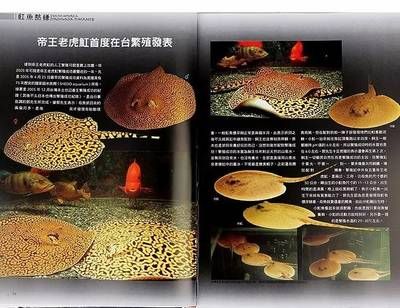 魟魚繁殖的條件有哪些特點(diǎn)：魟魚的繁殖條件及其特點(diǎn) 魟魚百科 第3張