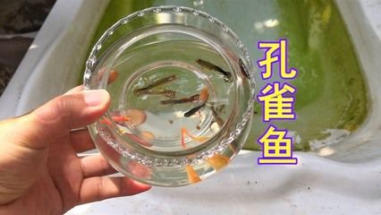 不需要加熱的小型魚缸：不需要加熱的小型魚缸和冷水魚的種類和養(yǎng)護(hù)方法 魚缸百科 第3張