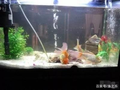 魟魚會清理魚缸垃圾嗎：[需手動填充]魚能夠清理魚缸垃圾嗎？ 魟魚百科 第3張