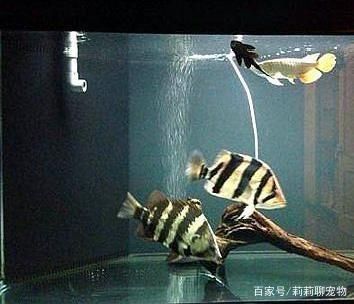 虎魚(yú)變色原理圖：關(guān)于虎魚(yú)變色原理圖 虎魚(yú)百科 第2張