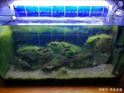 徹底清洗魚缸會影響水質嗎為什么不能養(yǎng)魚：如何保持魚缸清潔的重要性 魚缸百科 第2張