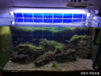 徹底清洗魚缸會影響水質嗎為什么不能養(yǎng)魚：如何保持魚缸清潔的重要性 魚缸百科 第3張