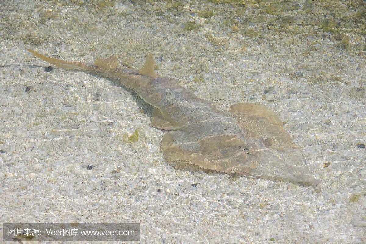 魟魚過水的正確方法：如果魟魚開始慢慢游動，魟魚過水的正確方法 魟魚百科 第2張