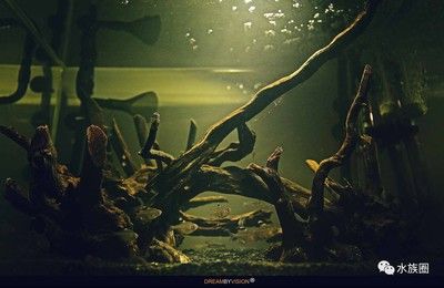 純石頭魚缸造景效果圖：純石頭魚缸造景技巧魚缸造景技巧魚缸造景技巧 魚缸百科 第3張