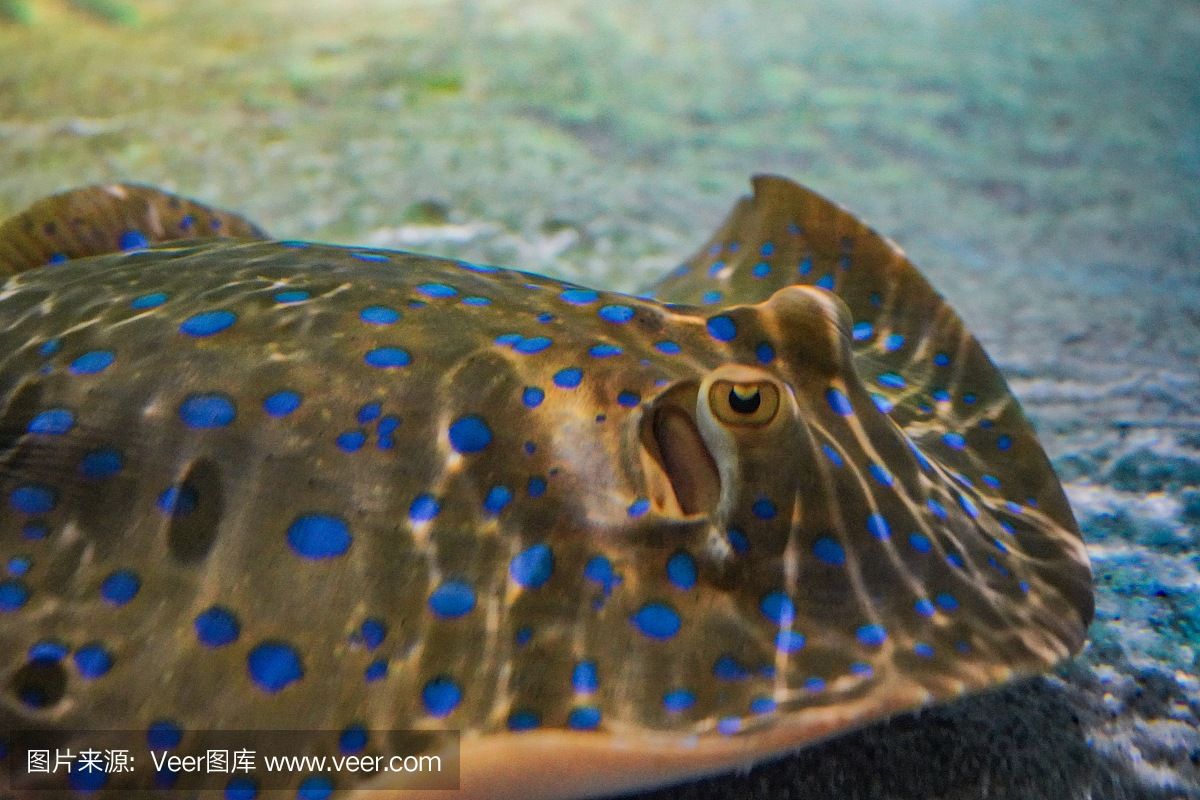 魟魚喜歡什么顏色背景：魟魚喜歡什么顏色的背景 魟魚百科 第3張