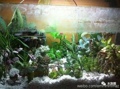 大魚缸改造植物缸好嗎：大魚缸改造植物缸的技巧 魚缸百科 第1張