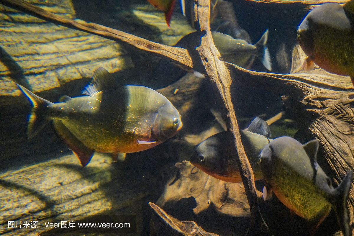 虎魚野生：關(guān)于虎魚的詳細(xì)信息 泰國虎魚 第3張