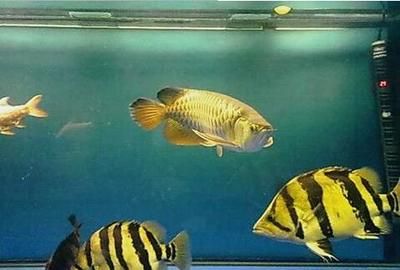 10多厘米的虎魚(yú)怎么喂食：10多厘米的虎魚(yú)怎么喂食， 虎魚(yú)百科 第1張