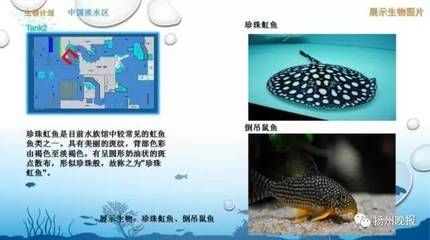 魟魚換水當(dāng)天需要停食嗎：如果您選擇在換水當(dāng)天停食，魟魚換水當(dāng)天需要停食嗎 魟魚百科 第2張