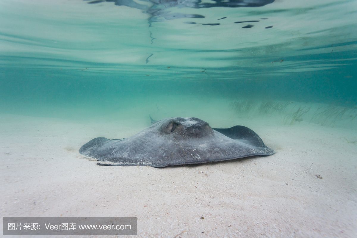 魟魚(yú)小時(shí)候灰盤：魟魚(yú)小時(shí)候是灰盤還是黑盤 魟魚(yú)百科 第2張