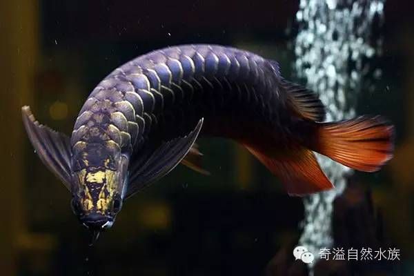 金龍魚(yú)霸王龍打字資料：關(guān)于金龍魚(yú)和霸王龍的真實(shí)生活習(xí)性和行為，金龍魚(yú)霸王龍打字資料 龍魚(yú)百科 第1張