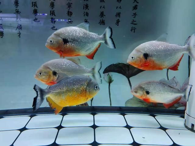 虎魚能和金魚一起養(yǎng)嗎：虎魚和金魚能否一起養(yǎng)取決于具體的虎魚和金魚的大小 泰國(guó)虎魚 第3張