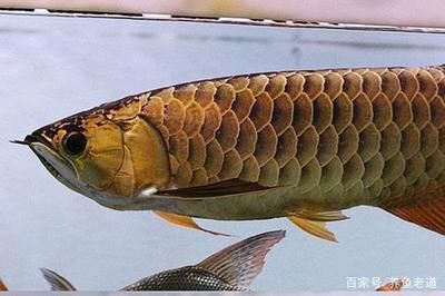 龍魚(yú)快速閉合嘴巴的方法有哪些：龍魚(yú)嘴巴閉合的方法有哪些龍魚(yú)嘴巴閉合的方法有哪些 龍魚(yú)百科 第1張