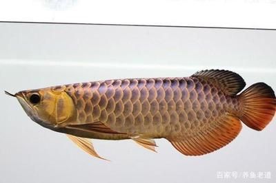 龍魚(yú)快速閉合嘴巴的方法有哪些：龍魚(yú)嘴巴閉合的方法有哪些龍魚(yú)嘴巴閉合的方法有哪些 龍魚(yú)百科 第3張