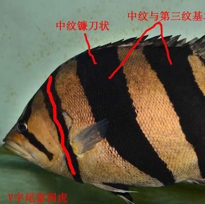 泰虎怎么挑選：泰虎怎么挑選， 泰國(guó)虎魚(yú) 第2張