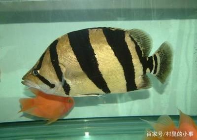 泰國(guó)虎魚(yú)去哪買(mǎi)便宜又好：如何挑選泰國(guó)虎魚(yú)？ 泰國(guó)虎魚(yú) 第3張