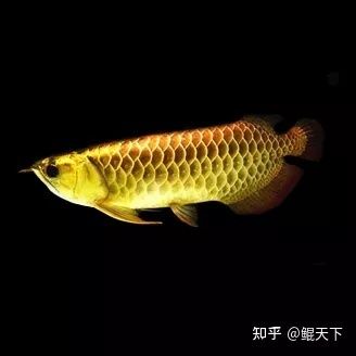 養(yǎng)虎魚的寓意：養(yǎng)虎魚有什么寓意？ 泰國虎魚 第1張