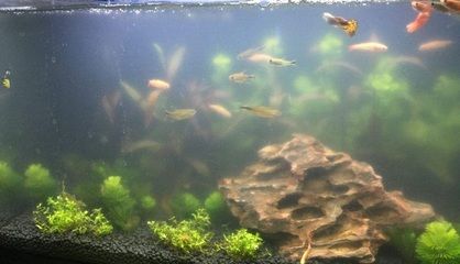 茶水倒入魚缸：倒入魚缸的茶水會(huì)對(duì)魚的生長(zhǎng)和健康產(chǎn)生影響嗎？