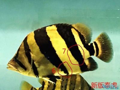 虎魚紋路：關(guān)于虎魚紋路的一些詳細(xì)信息 泰國虎魚 第3張