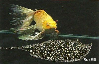 談?wù)勽勽~(yú)飼養(yǎng)的一些 經(jīng)驗(yàn)分享：關(guān)于魟魚(yú)飼養(yǎng)的一些經(jīng)驗(yàn)分享 魟魚(yú)百科 第1張