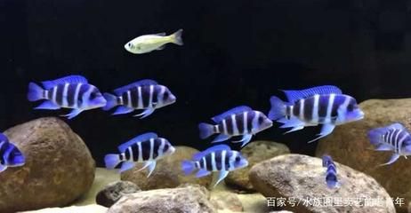 虎魚的種類和介紹圖片：國際上公認的虎魚種類主要包括泰國虎、印尼虎、銀虎等幾種 泰國虎魚 第3張