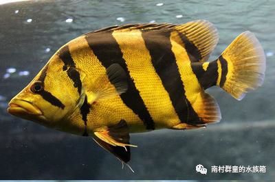 虎魚的種類和介紹圖片：國際上公認的虎魚種類主要包括泰國虎、印尼虎、銀虎等幾種 泰國虎魚 第1張