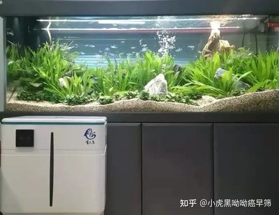 大蘇打魚(yú)缸水渾濁變澄清的原因：魚(yú)缸水變渾濁的原因及解決方法魚(yú)缸水變渾濁的原因及處理方法 魚(yú)缸百科 第1張