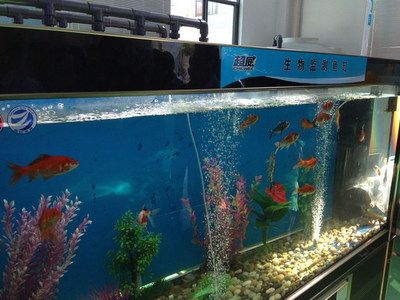 大蘇打魚(yú)缸水渾濁變澄清的原因：魚(yú)缸水變渾濁的原因及解決方法魚(yú)缸水變渾濁的原因及處理方法 魚(yú)缸百科 第3張