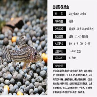 魟魚 價(jià)格表：魟魚價(jià)格表 魟魚百科 第2張