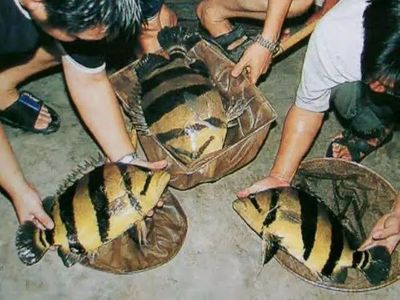 虎魚野生的跟養(yǎng)殖的哪個好：野生虎魚和養(yǎng)殖虎魚各有優(yōu)缺點， 虎魚百科 第1張