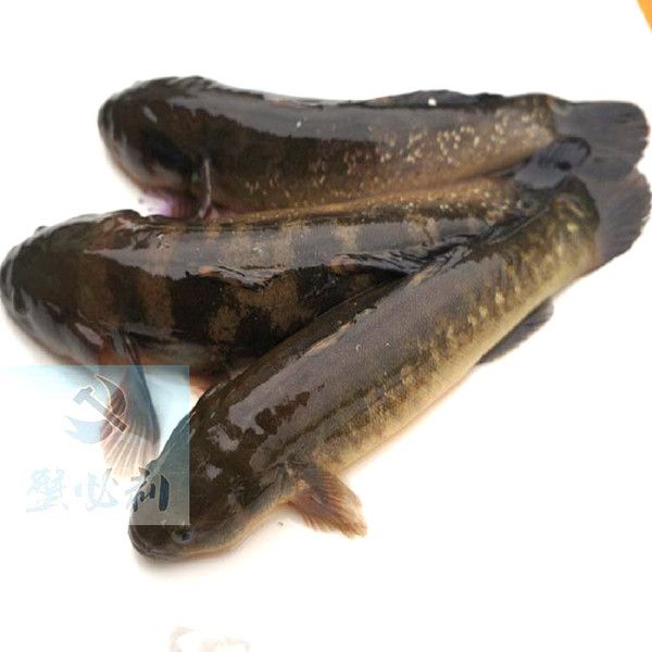 虎魚野生的跟養(yǎng)殖的哪個好：野生虎魚和養(yǎng)殖虎魚各有優(yōu)缺點， 虎魚百科 第3張