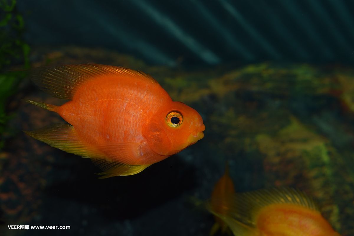 鸚鵡魚(yú)和老虎魚(yú)能一塊養(yǎng)嗎：鸚鵡魚(yú)和老虎魚(yú)能一起養(yǎng)嗎 泰國(guó)虎魚(yú) 第3張