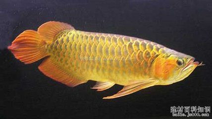 魟魚(yú)哪個(gè)品種漂亮好吃一點(diǎn)：哪種魟魚(yú)品種既漂亮又好吃？ 魟魚(yú)百科 第3張