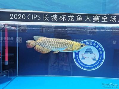 2024年長城杯龍魚大賽冠軍：2024年長城杯龍魚大賽冠軍長城杯龍魚大賽冠軍信息 龍魚百科 第3張