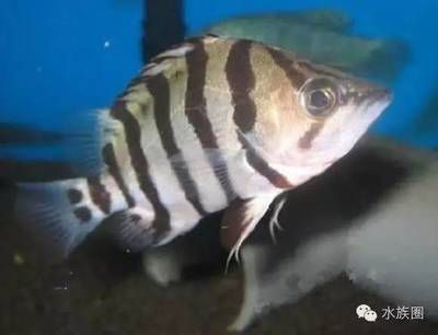 虎魚吃魚苗好還是泥鰍好：虎魚可以吃泥鰍嗎 虎魚百科 第2張