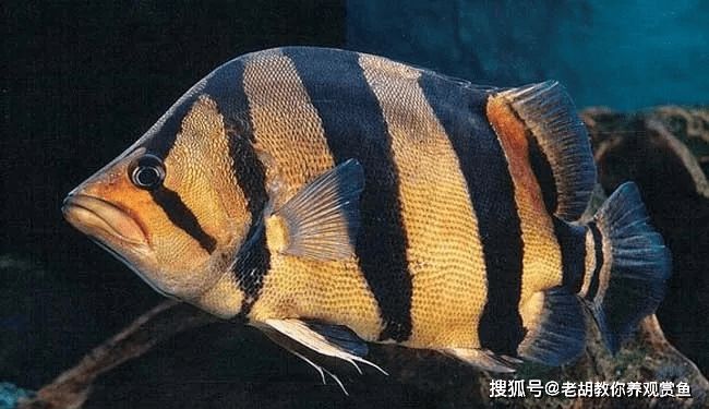 虎魚凸眼白蒙：如何治療虎魚凸眼白蒙 虎魚百科 第2張