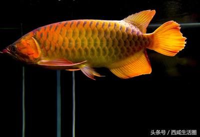 龍魚象征什么動(dòng)物呢：玉雕龍魚的象征意義 龍魚百科